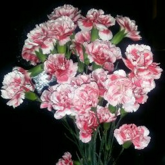 Meet your Posher, Tasha - Picture 1 of 1